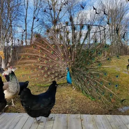 Idyllisk Minihus I Landlige Omgivelser - Med 5 Sengeplasser Og Parkering Tatil Evi Åsen