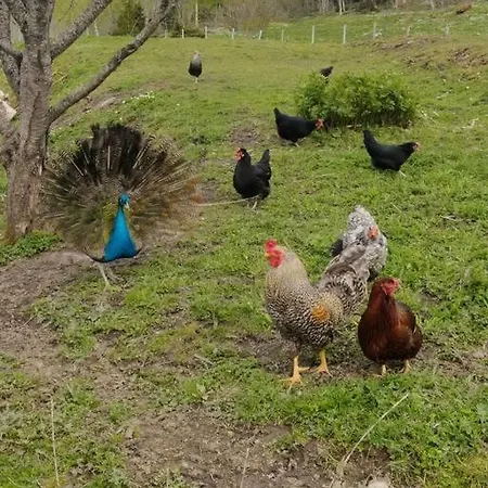 Idyllisk Minihus I Landlige Omgivelser - Med 5 Sengeplasser Og Parkering * Åsen